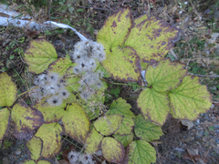 Clematis heracleifolia