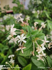 Clerodendrum calamitosum
