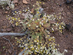 Trachymene glaucifolia