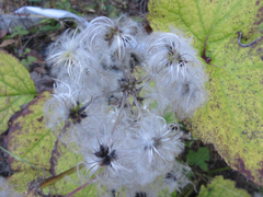 Clematis heracleifolia