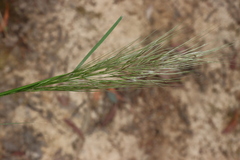Austrostipa mollis