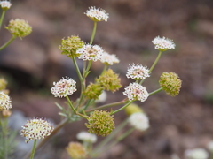 Trachymene glaucifolia
