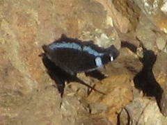 Kaniska canace