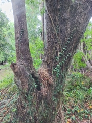 Syzygium floribundum