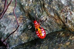 Dysdercus cingulatus