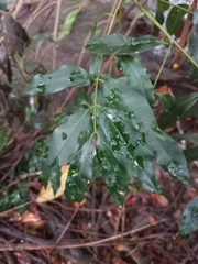 Syzygium floribundum