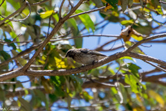 Crithagra reichenowi