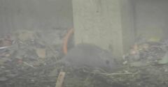 Rattus rattus