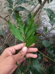 Syzygium floribundum