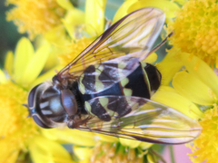 Dasysyrphus bilineatus