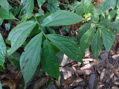 Elatostema platyphyllum