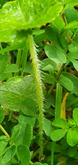 Hydrocotyle robusta