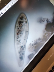 Paramecium