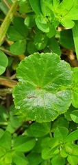 Hydrocotyle robusta