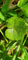 Hydrocotyle robusta
