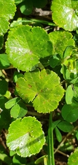 Hydrocotyle robusta