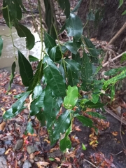 Syzygium floribundum