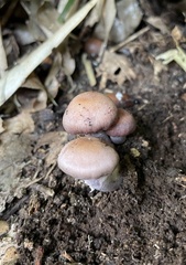 Agaricales