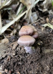 Agaricales