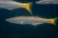 Dinolestes lewini