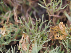 Trachymene glaucifolia