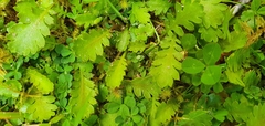 Leptinella dioica