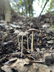 Agaricales