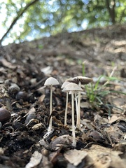 Agaricales