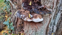 Ganoderma resinaceum