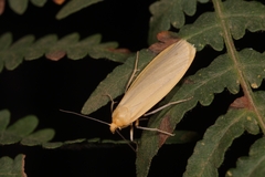 Eilema sororcula