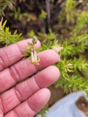 Freylinia densiflora
