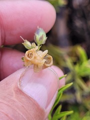 Freylinia densiflora