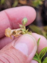 Freylinia densiflora