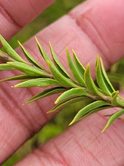 Freylinia densiflora