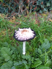 Coprinopsis picacea