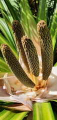 Freycinetia banksii