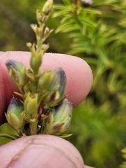 Freylinia densiflora