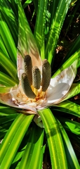 Freycinetia banksii