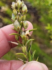 Freylinia densiflora