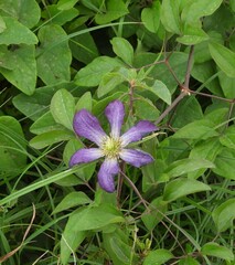 Clematis viticella
