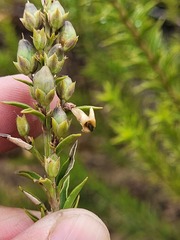 Freylinia densiflora