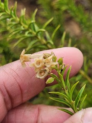 Freylinia densiflora