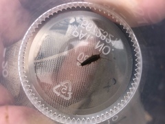 Ctenolepisma longicaudatum