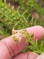 Freylinia densiflora