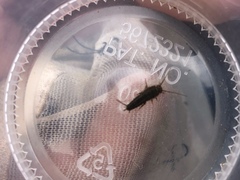 Ctenolepisma longicaudatum