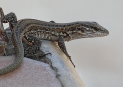 Gallotia stehlini