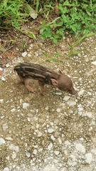 Sus scrofa vittatus