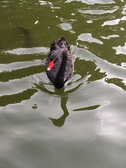 Cygnus atratus