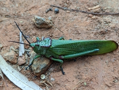 Phymateus viridipes