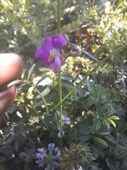 Tephrosia capensis capensis